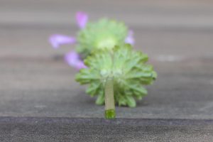 ホトケノザの茎の断面の写真