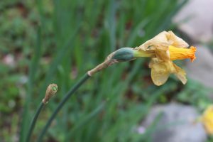 ラッパスイセンの花がら摘みの写真