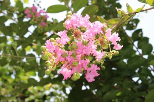 サルスベリの花の写真
