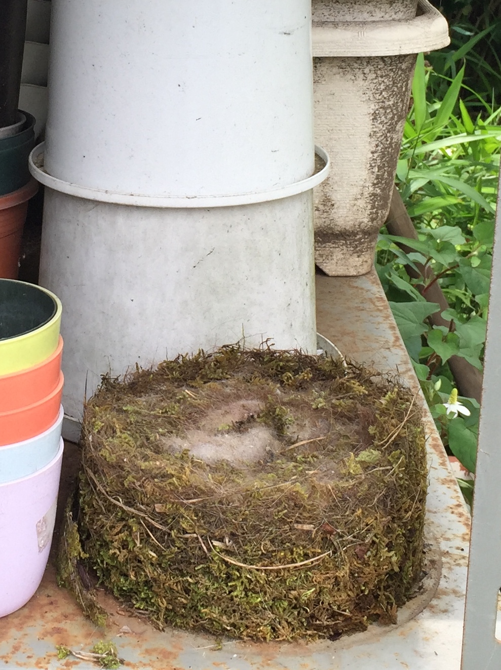 こんなところにですか シジュウカラが植木鉢に巣を作る 田中安良里の庭ノート