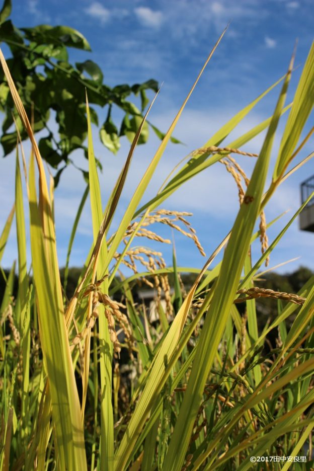 収穫したワラで正月飾りを作る!庭でバケツ稲づくり