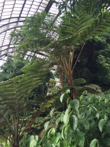 パリ植物園の温室の写真