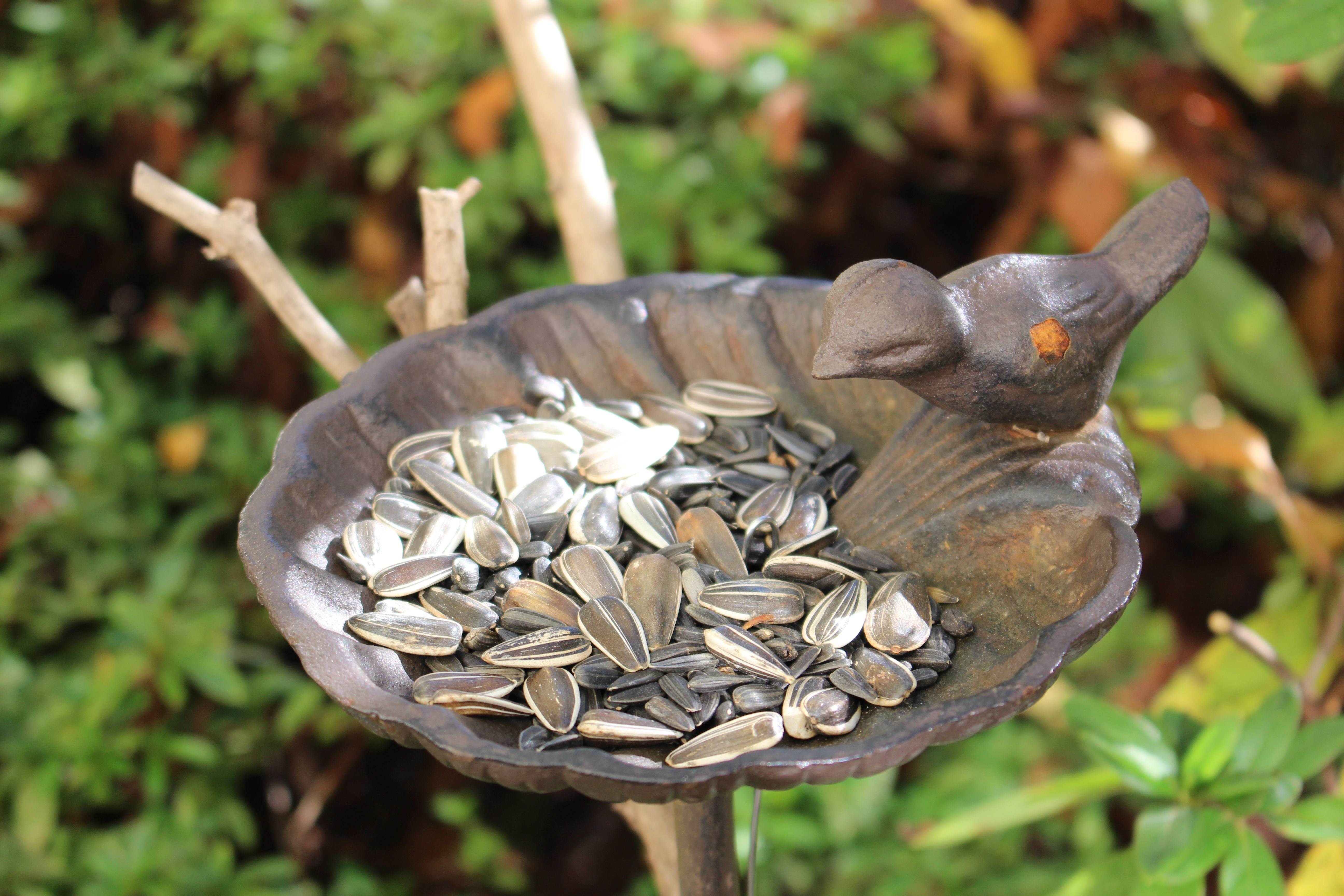 鳥の餌台を設置 ひまわりの種でヤマガラとシジュウカラを呼ぶ 田中安良里の庭ノート
