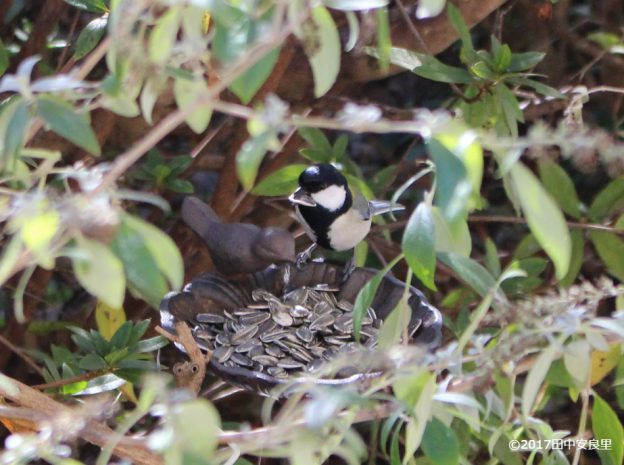 鳥の餌台を設置!ひまわりの種でヤマガラとシジュウカラを呼ぶ