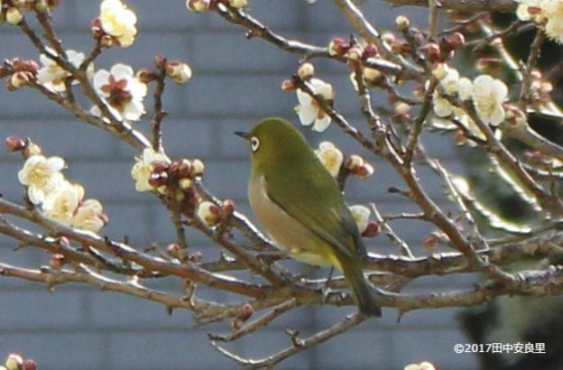 かわいいメジロが目白押し!みかんでメジロとヒヨドリを呼ぶ