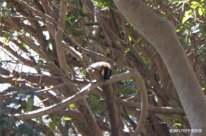 枝の上でひまわりの種の殻を割るヤマガラの写真
