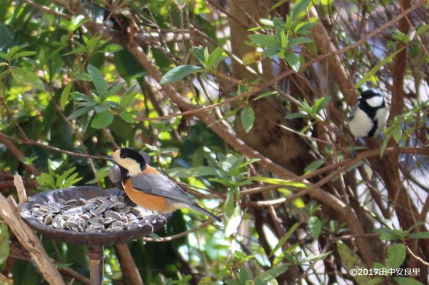 ヤマガラが去るのを待つシジュウカラの写真