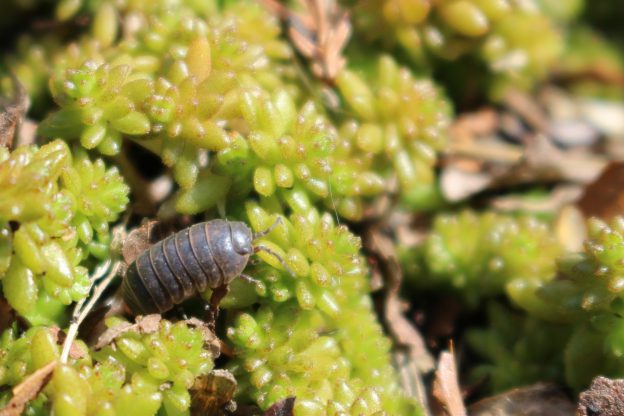 ナウシカの蟲笛(うなり笛)を作成!ダンゴ虫を森へ帰す