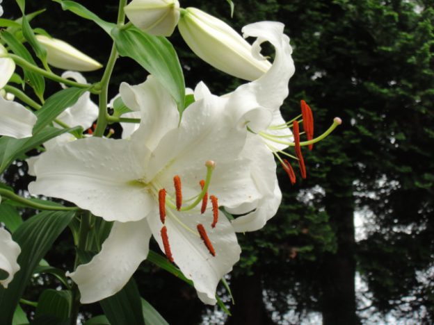 ありえない質感!美しすぎる白い花、私の庭の四大美女