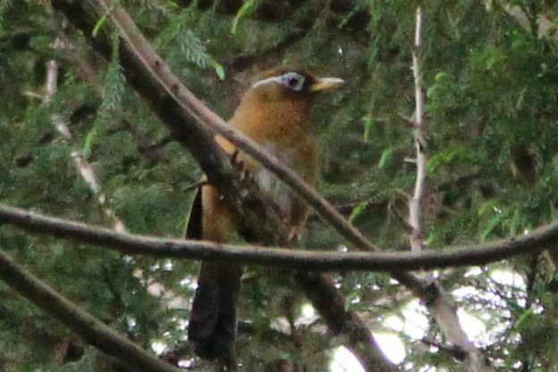 ついに来た!七色の美しい鳴き声を持つ、セミの鳴きまねもできるガビチョウ(画眉鳥)