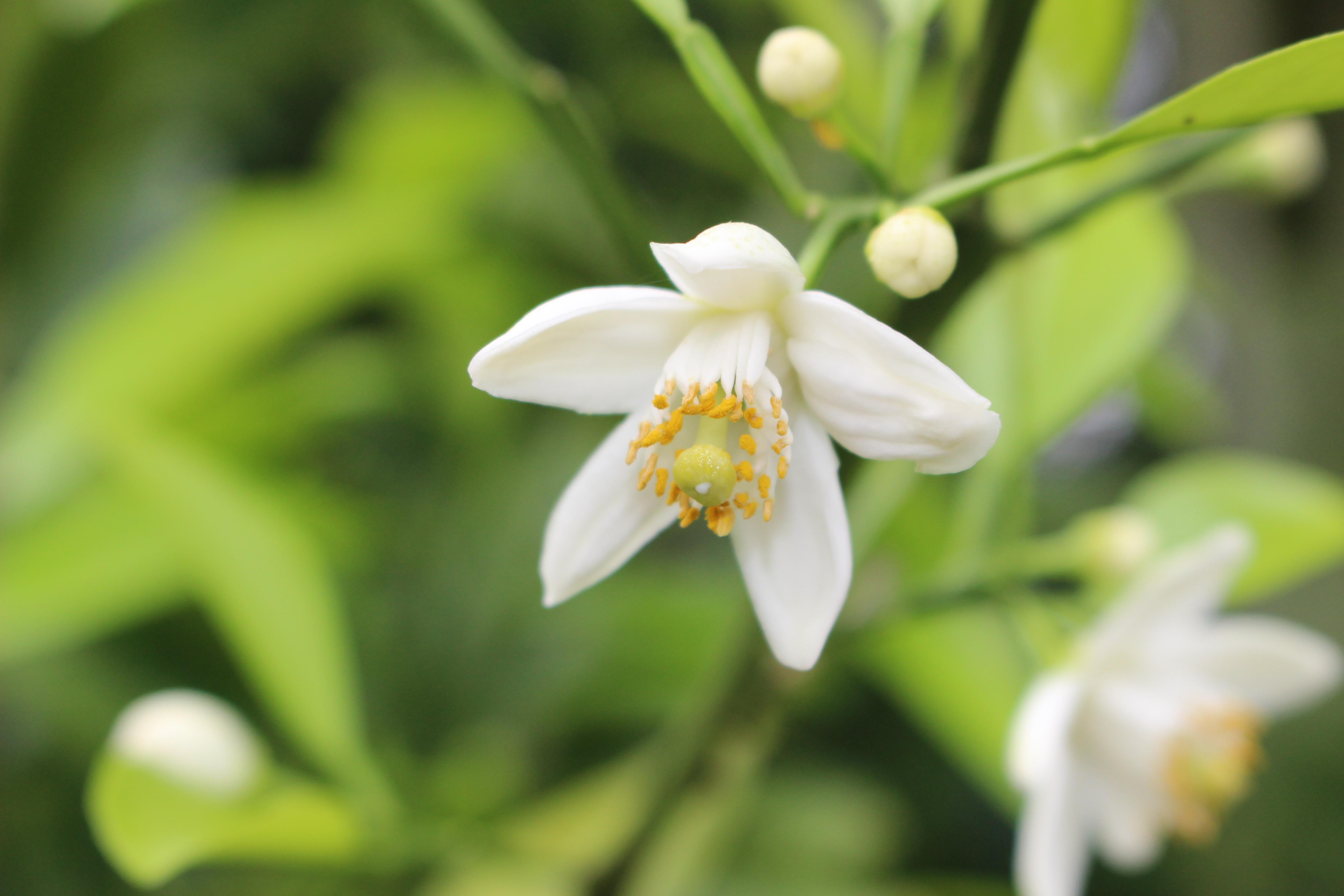 涼やかな甘さ 庭のキンモクセイの花でキンモクセイのお茶をいれる 田中安良里の庭ノート