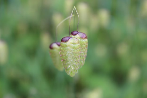 金運アップ！庭に万両、千両、百両、小判草を植える