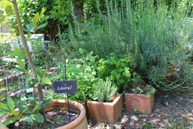 ベニシアさんに倣って！テーマのある庭、ブーケガルニの庭を作る