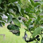 バタフライガーデン：蝶が産卵に来る植物を植える（アゲハチョウ科）