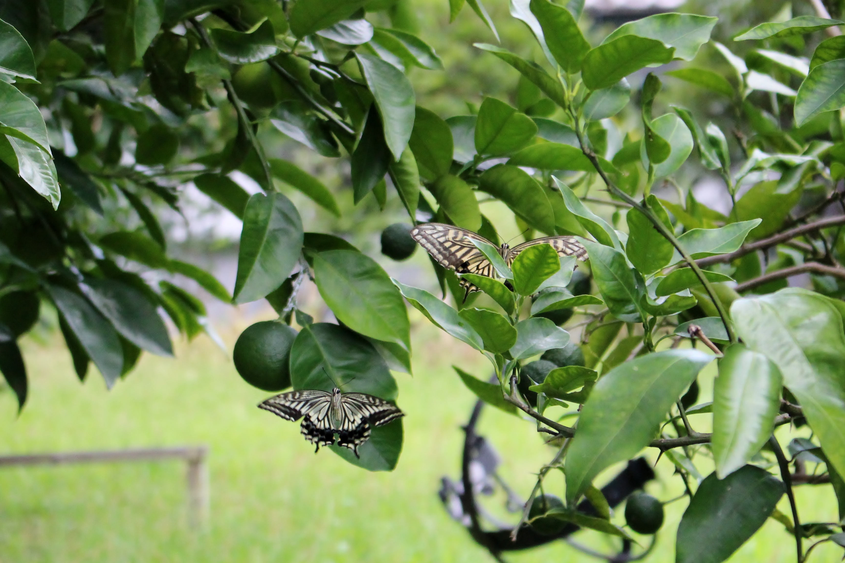 バタフライガーデン 蝶が産卵に来る植物を植える アゲハチョウ科 田中安良里の庭ノート