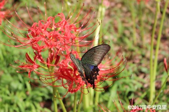 バタフライガーデン 蝶が集まる花を植える 田中安良里の庭ノート