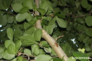 18:51　木を登り続けるセミの幼虫の写真