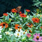 バタフライガーデン：蝶が集まる花を植える