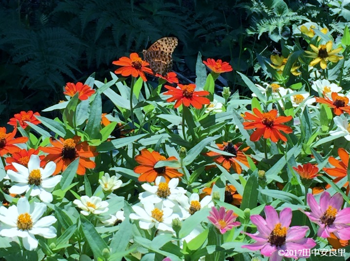 バタフライガーデン：蝶が集まる花を植える | 田中安良里の庭ノート