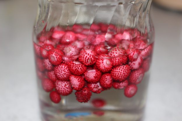 庭の蚊対策：メダカ、蚊取り線香、ヘビイチゴのかゆみ止め