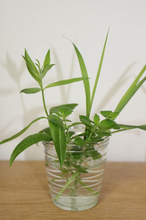 レモングラス・レモンバーベナ・レモンバーム：「レモン３兄弟セット」は誰が長男で次男で三男ですか！？