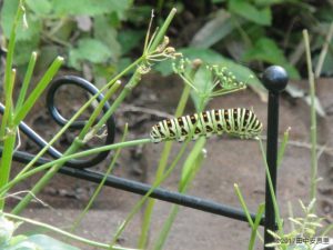 セリ科の庭で生活するキアゲハの幼虫の写真