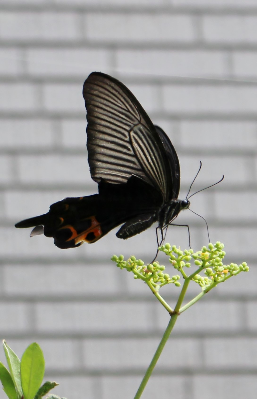 バタフライガーデン 蝶が産卵に来る植物を植える アゲハチョウ科 田中安良里の庭ノート