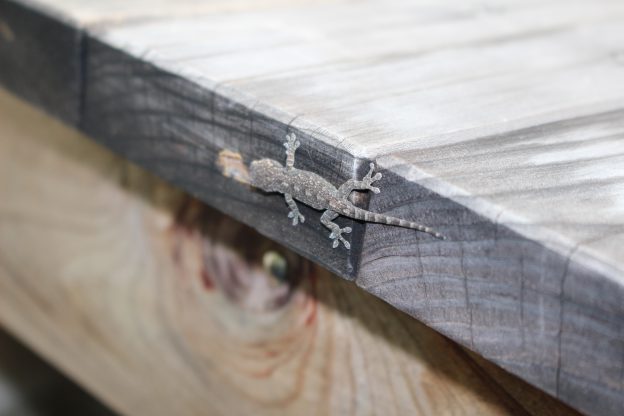 今年も出没！家の守り神、ヤモリ（家守）