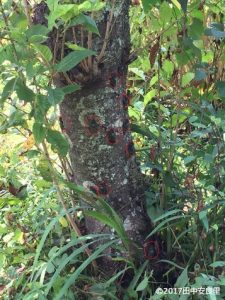 桜の木にとまるセミの写真