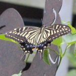 幼虫と私、食草のかぶり方　ナミアゲハ編
