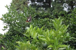 庭のアマナツの木のまわりを舞うモンキアゲハの写真