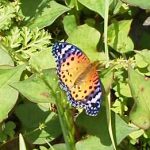 バタフライガーデン：蝶が産卵に来る植物を植える（アゲハチョウ科以外）