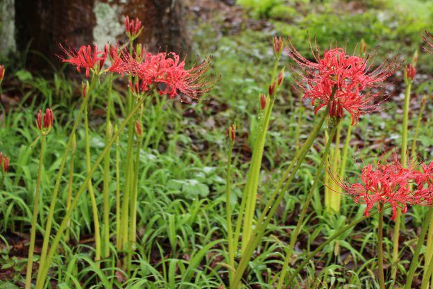 彼岸花→御石様→タイムスクープハンター→浜名湖花博→ヴェルサイユのプチ・トリアノン
