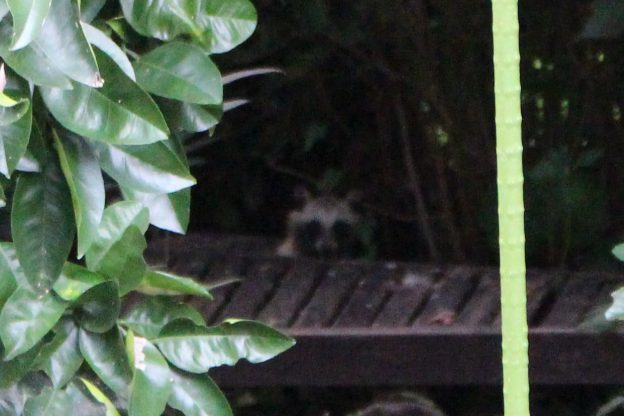 庭でタヌキを目撃!正岡子規、坂の上の雲、庭は宇宙。