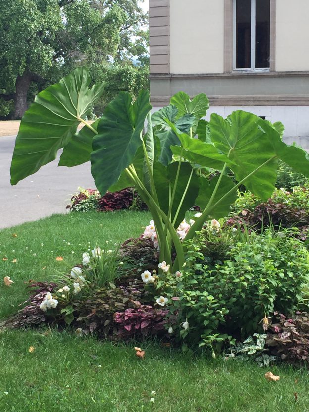 野菜っぽいのにオシャレ！スイスの庭でサトイモの葉っぱの力を見直す