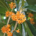 お菓子すぎる植物　キンモクセイ編