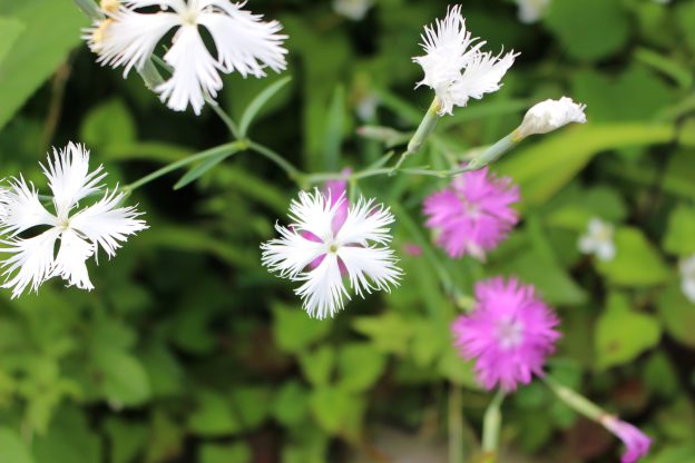 自分だけの秋の七草を!テーマのある庭、秋の七草の庭を作る