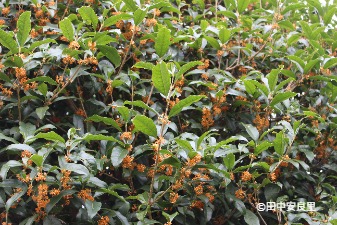 キンモクセイの木の写真