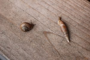庭に住むニッポンマイマイとキセルガイの写真