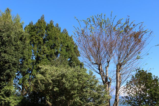 台風通過前後に庭に吹いた風。二百十日の風、風の盆、風の又三郎、台風一過。