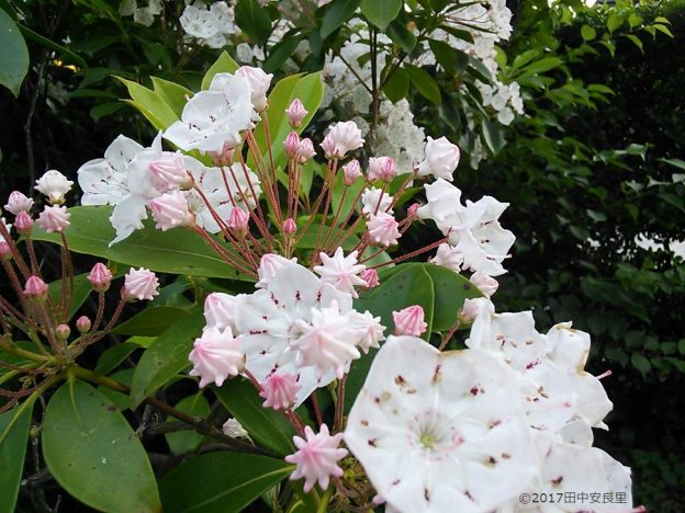 これってお菓子ですか!?お菓子すぎる植物:カルミア、キンモクセイ、ヤブラン
