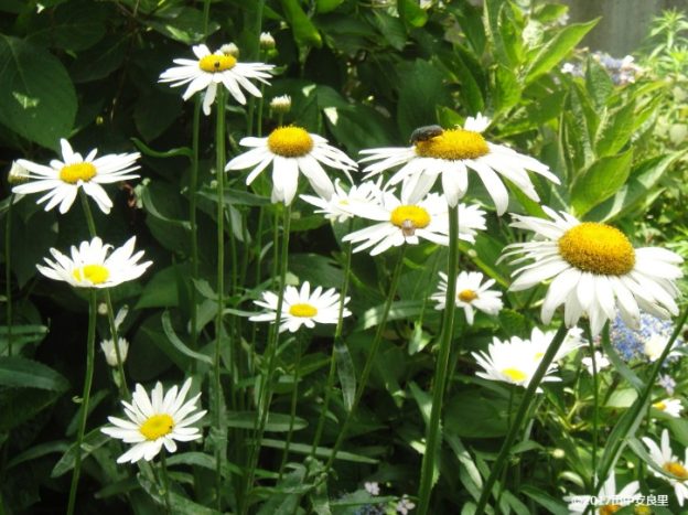 来年の自分のために！ガーデニングダイアリーをつける