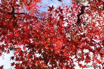 モミジの紅葉の写真