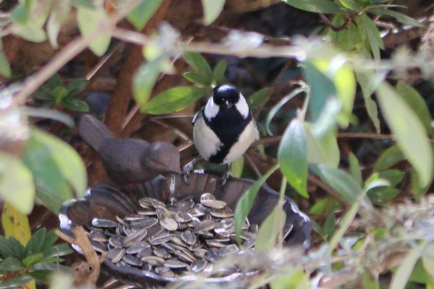 ネクタイが太いほどモテる!イケメン シジュウカラ