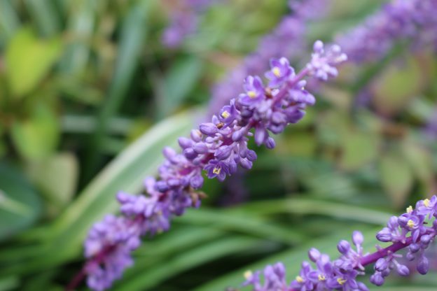 お菓子すぎる植物　ヤブラン編