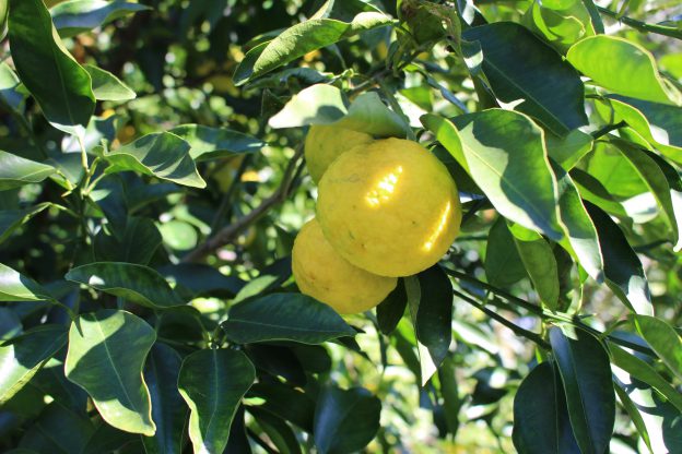 野鳥の餌やり解禁!生ごみ捨て解禁!富士宮の季節の節目「お祭りからお祭りまで」