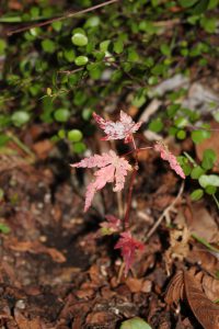 こぼれ種から生えたモミジの紅葉の写真