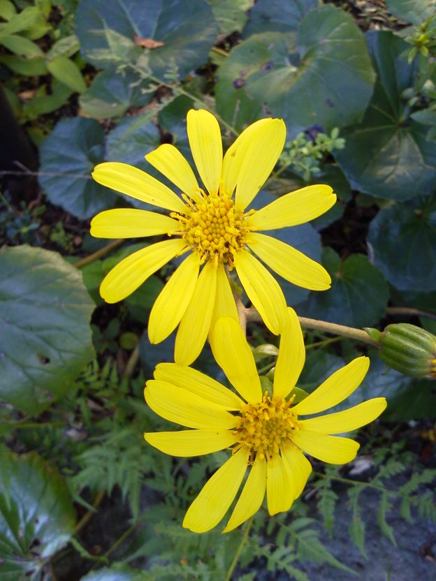 手間いらず!勝手に循環する小さな庭、ツルニチニチソウ、ヤブラン、ツワブキ