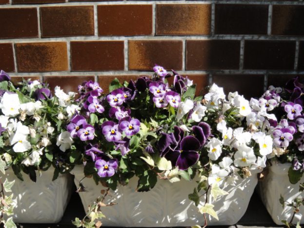 鉢を好きな色に塗り替えて寄せ植えを作る。