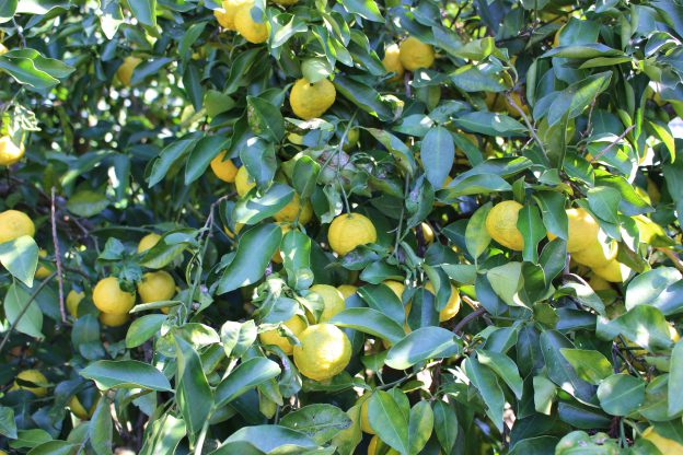 庭の柚子を収穫し、冬至に柚子湯に入る